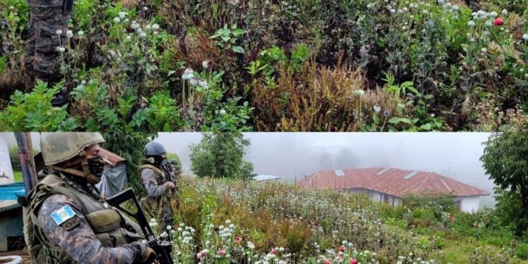 Erradican plantación de amapola en San Marcos