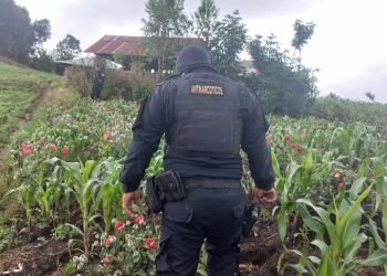 erradicación de plantaciones ilícitas durante estado de sitio