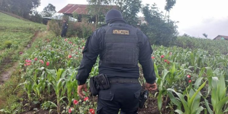 erradicación de plantaciones ilícitas durante estado de sitio