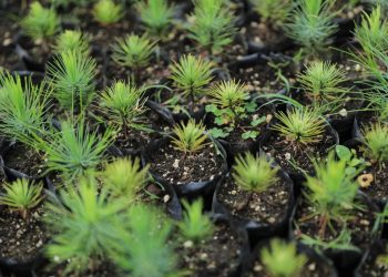 Cuidado del medio ambiente a través de la reforestación