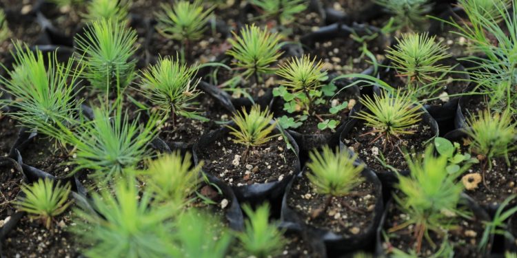 Cuidado del medio ambiente a través de la reforestación