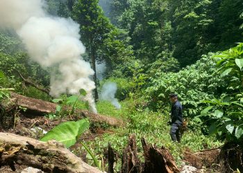 Más de 918 mil arbustos de coca incinerados