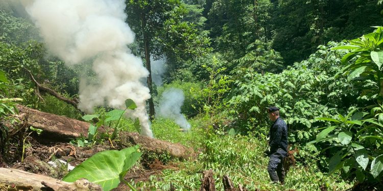 Más de 918 mil arbustos de coca incinerados