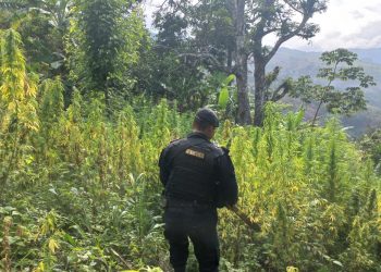 Localizan marihuana en Chiquimula.