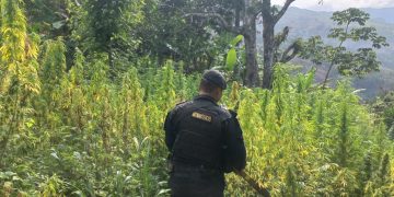 Localizan marihuana en Chiquimula.