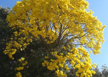 Un compuesto modificado de un árbol como posible terapia de la leucemia