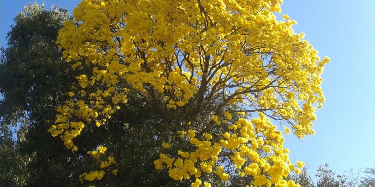 Un compuesto modificado de un árbol como posible terapia de la leucemia