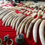 Reino Unido prohíbe importación y comercio de artículos de marfil