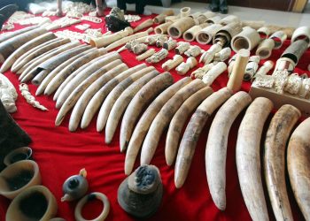 Reino Unido prohíbe importación y comercio de artículos de marfil