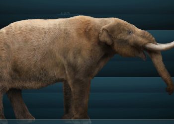 Un colmillo da la primera prueba de la migración anual de un animal extinto