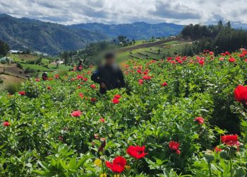 combate al narcotráfico