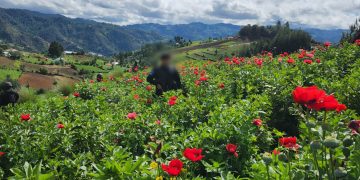 combate al narcotráfico