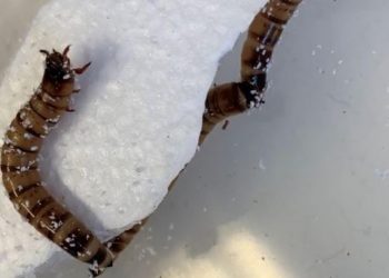 Descubren un gusano que puede alimentarse con poliestireno