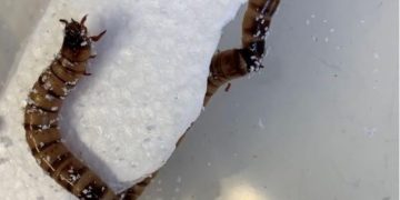 Descubren un gusano que puede alimentarse con poliestireno