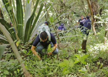 Lanzan campaña “Reforestando Atitlán para un futuro verde”