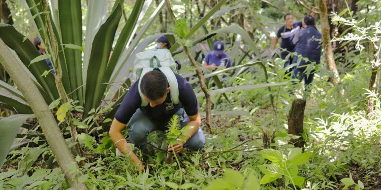 Lanzan campaña “Reforestando Atitlán para un futuro verde”