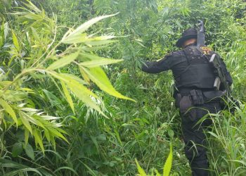Más de 20 mil matas de marihuana erradicadas en Totonicapán