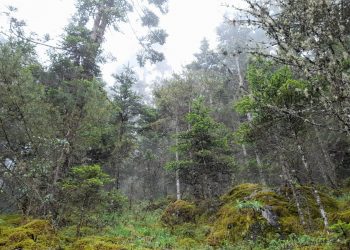 Todos Santos Cuchumatán, bañado de montañas y árboles