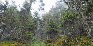 Todos Santos Cuchumatán, bañado de montañas y árboles