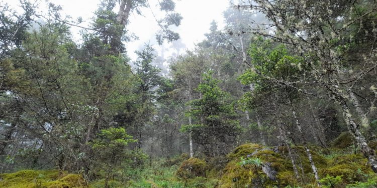 Todos Santos Cuchumatán, bañado de montañas y árboles