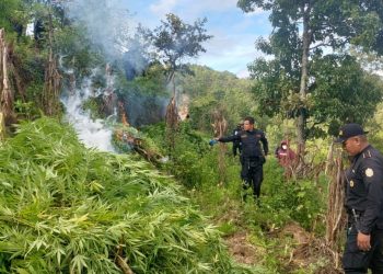 Erradican marihuana valorada en más de 12 millones de quetzales