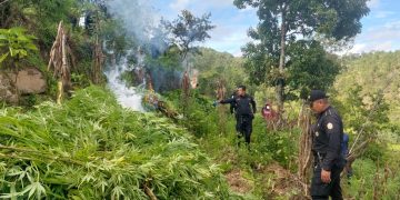 Erradican marihuana valorada en más de 12 millones de quetzales