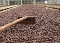 El proyecto que permite impulsar la producción de cacao