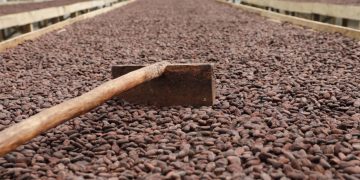 El proyecto que permite impulsar la producción de cacao
