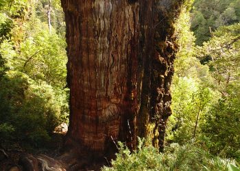 “Gran abuelo”, el árbol chileno que podría ser el más antiguo del mundo