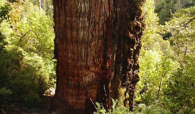 “Gran abuelo”, el árbol chileno que podría ser el más antiguo del mundo