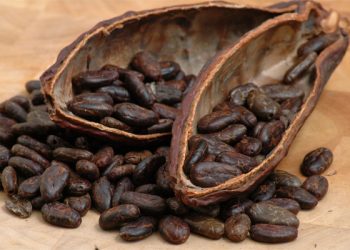 Promocionan cacao guatemalteco en Chile