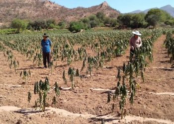 Ecuador destina más de 14 millones de dólares para apoyar a 20 mil agricultores