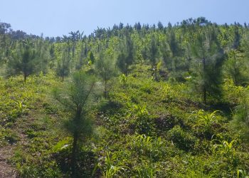 Alianza impulsa restauración de paisajes forestales en Alta Verapaz