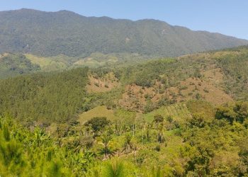 Alianza impulsa restauración de paisajes forestales en Alta Verapaz