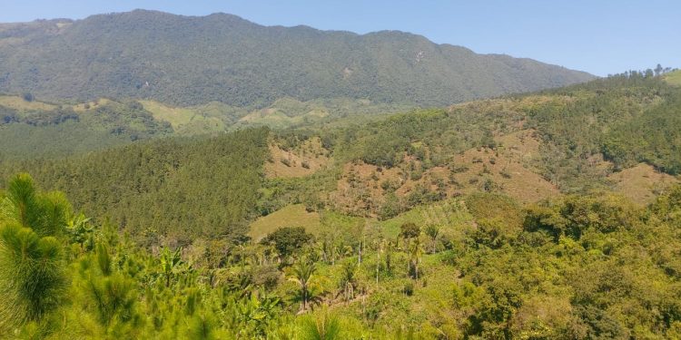 Alianza impulsa restauración de paisajes forestales en Alta Verapaz