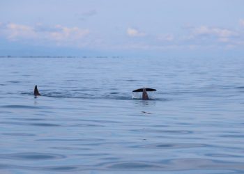 Comparten acciones para la conservación del Arrecife Mesoamericano