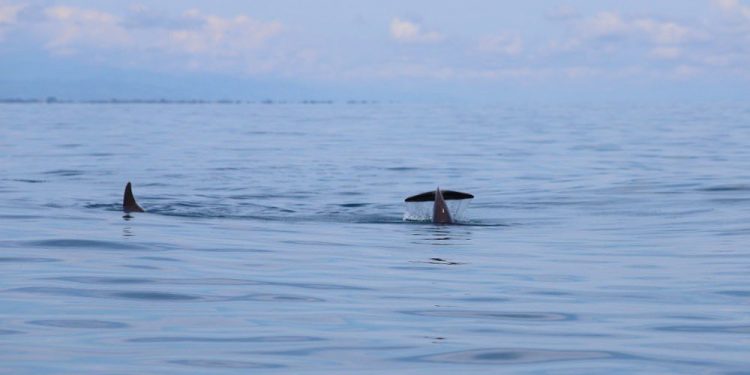 Comparten acciones para la conservación del Arrecife Mesoamericano