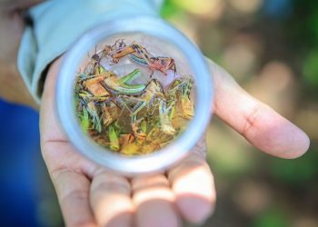 Expertos de la región comparten experiencias sobre manejo y control de la langosta voladora