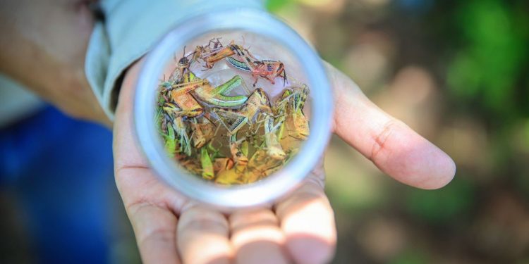 Expertos de la región comparten experiencias sobre manejo y control de la langosta voladora