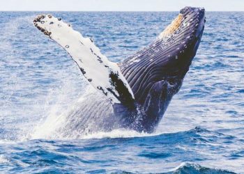 Ballenas jorobadas llegan a mar ecuatorial por amor y por sus crías
