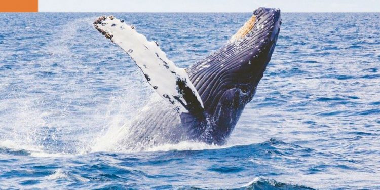 Ballenas jorobadas llegan a mar ecuatorial por amor y por sus crías