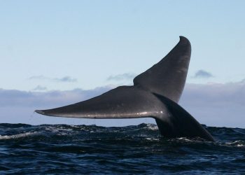 Chile crea parque nacional para proteger las ballenas azules de Corcovado