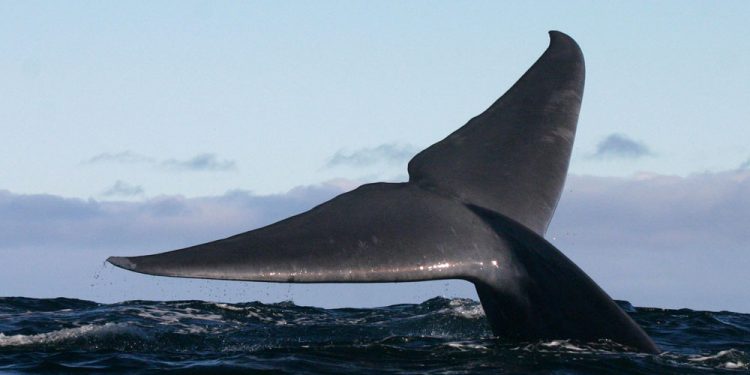 Chile crea parque nacional para proteger las ballenas azules de Corcovado