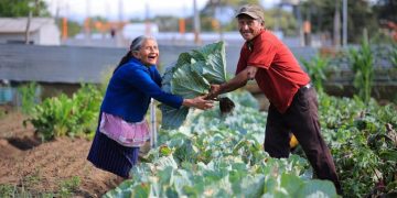 Los huertos familiares son apoyados por el Maga.