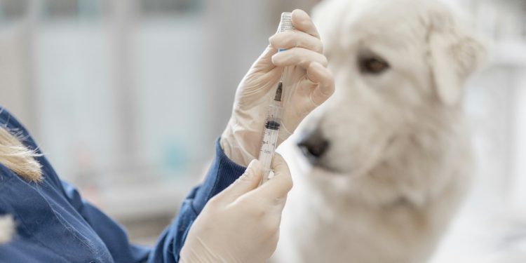 Autoridades de Salud ejecutan acciones para prevenir las zoonosis