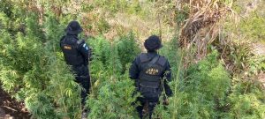 Erradican marihuana valoradas en cerca de 2.5 millones de quetzales