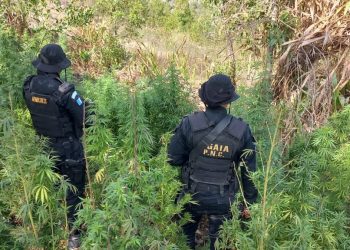 Erradican marihuana valoradas en cerca de 2.5 millones de quetzales