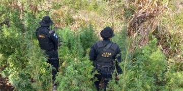 Erradican marihuana valoradas en cerca de 2.5 millones de quetzales