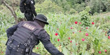 Cerca de 2 mil millones de quetzales incautados al narcotráfico en primer semestre de 2022