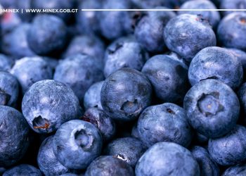 Recuperan exportación de arándanos a mercado canadiense